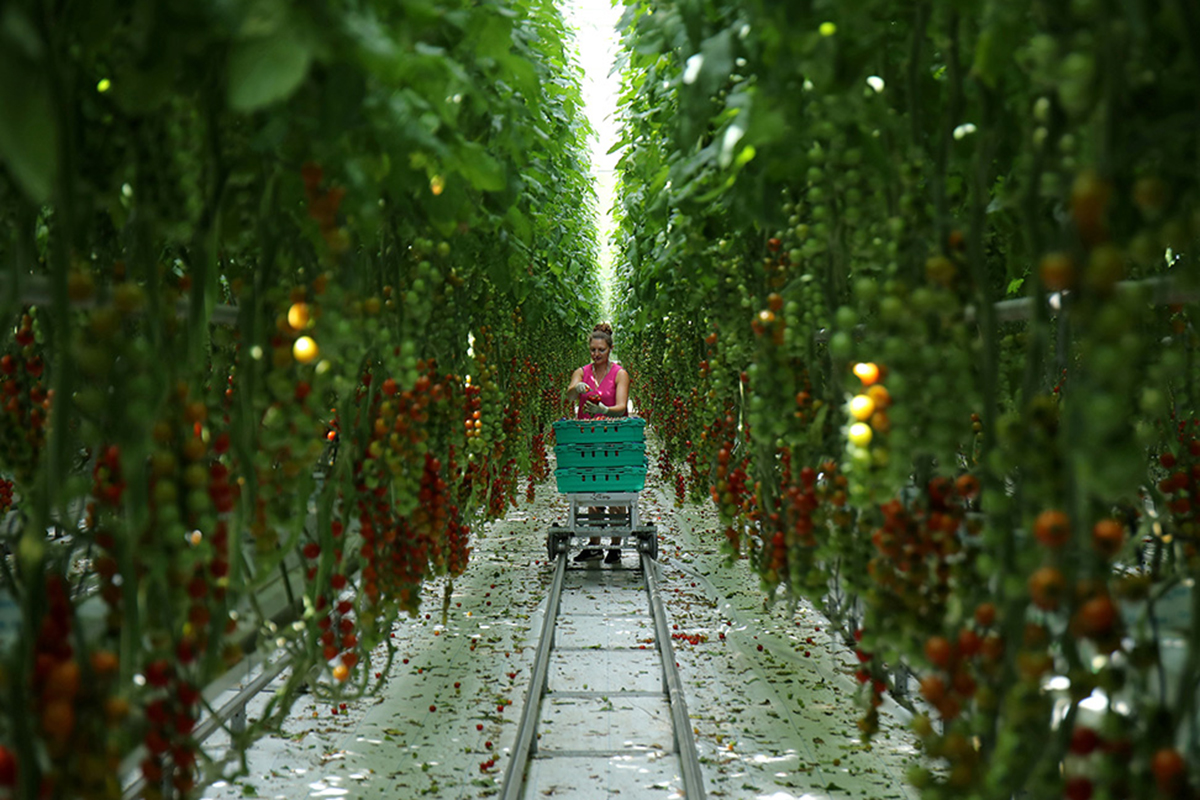 A woman walks along an orchard harvesting fruit.
