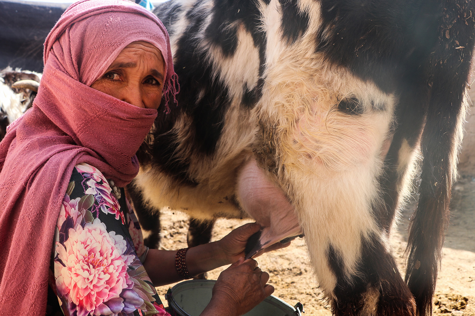 close-up of a woman milking a cow